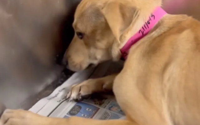 Shelter Workers Heartbroken to Find Scared Puppy Shaking in Kennel Corner