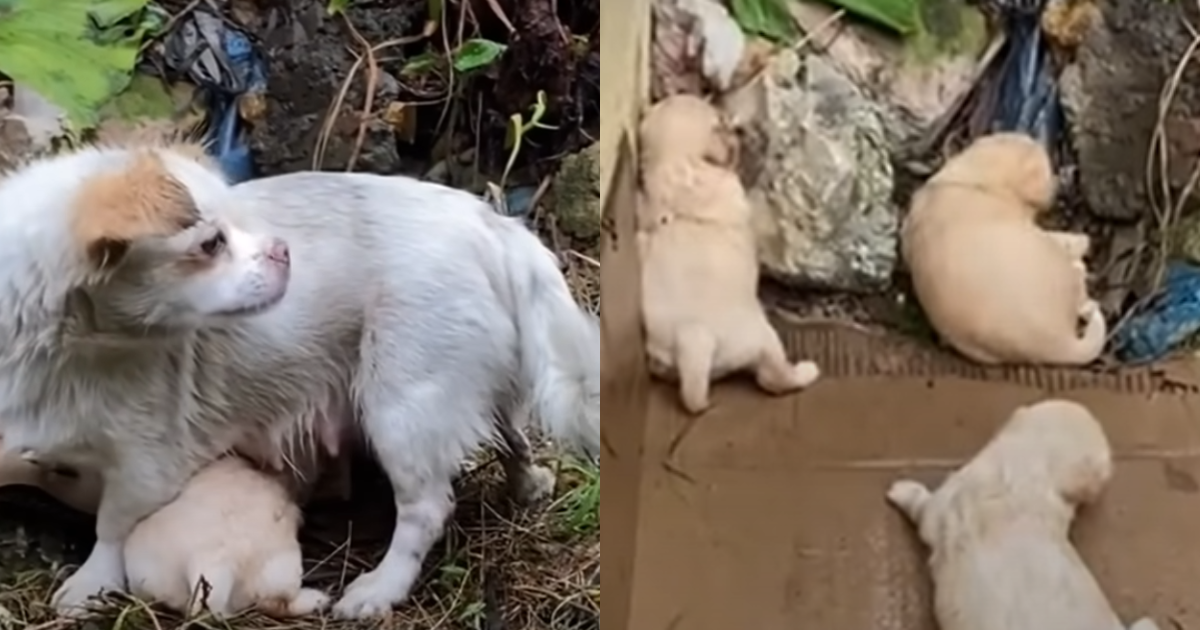 Starving Mother Dog Tries to Keep Her Crying Puppies Warm in the Rain