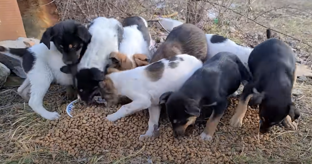 Heartfelt Moment as Mother Dog Reconnects with Her Stolen Puppies