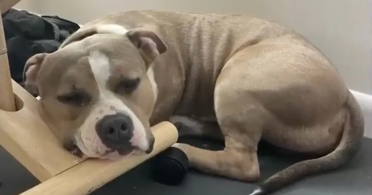 Abandoned Pup At Shelter Longs For A Family To Love Him