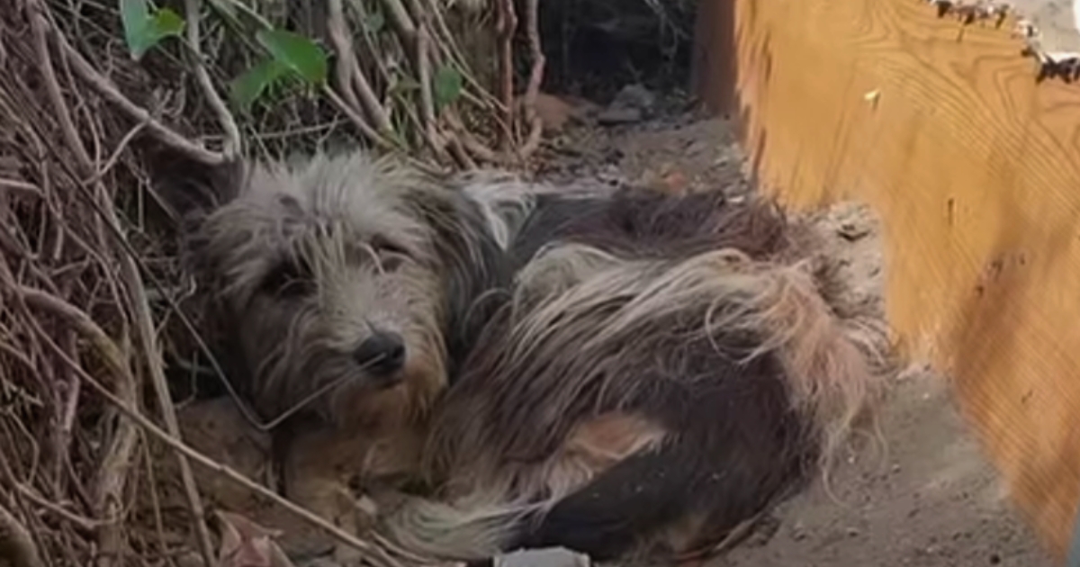 Abandoned Dog Still Waits for Owner at Old Home, Waiting For Them Come Back