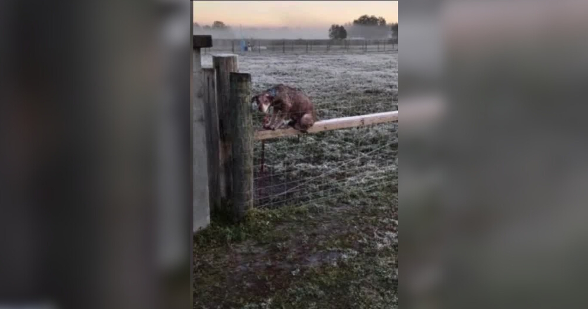 Abandoned Dog with Help Note on Collar Found in Cold Field