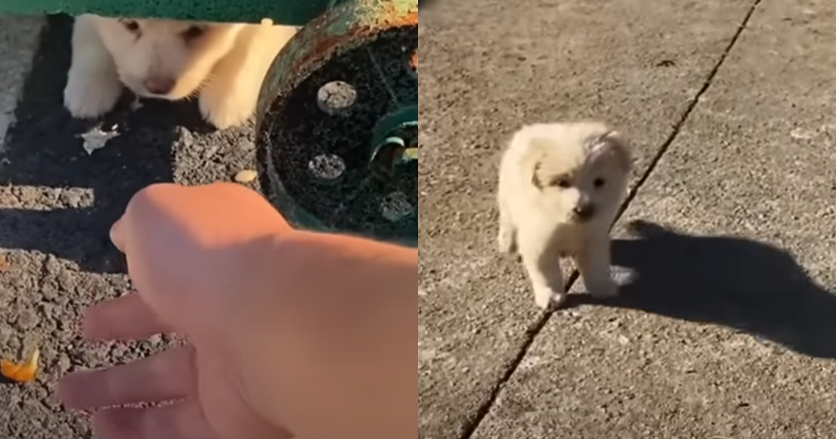 Hungry Puppy ‘Shivering’ Under Dumpster Smiles When Rescuer Appears