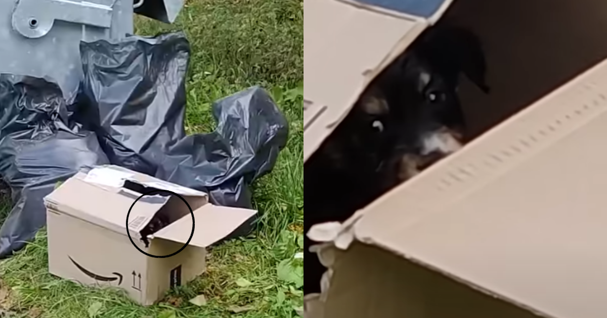 Man Discovers ‘Abandoned’ Puppy in Amazon Box and Springs into Action