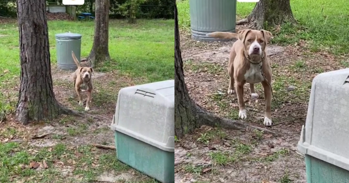 The previous owner moved away and abandoned the dog at the base of the tree behind the house.