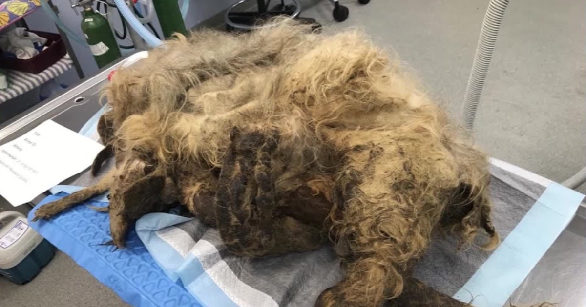 Shelter Saves Neglected Dog with Severe Matted Fur Through Major Makeover