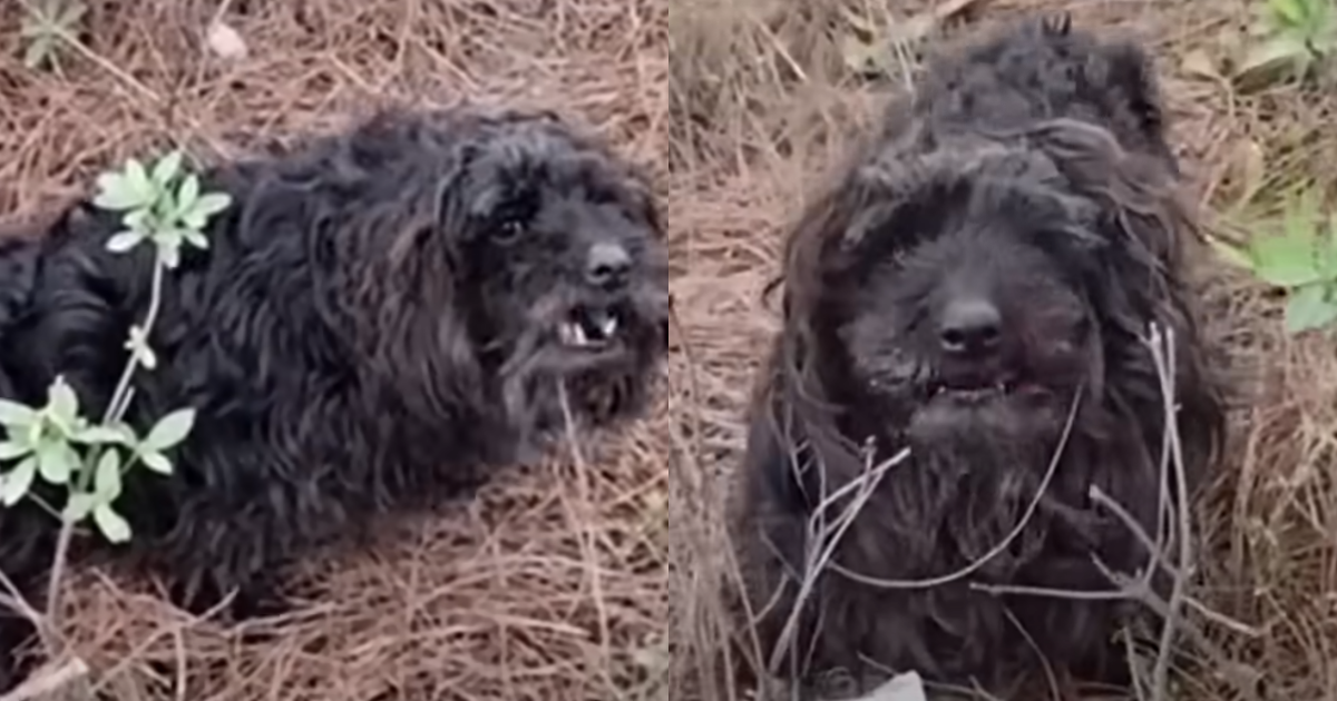 ‘Frightened’ Dog with Paralyzed Leg Begged People As She Lays In Grass