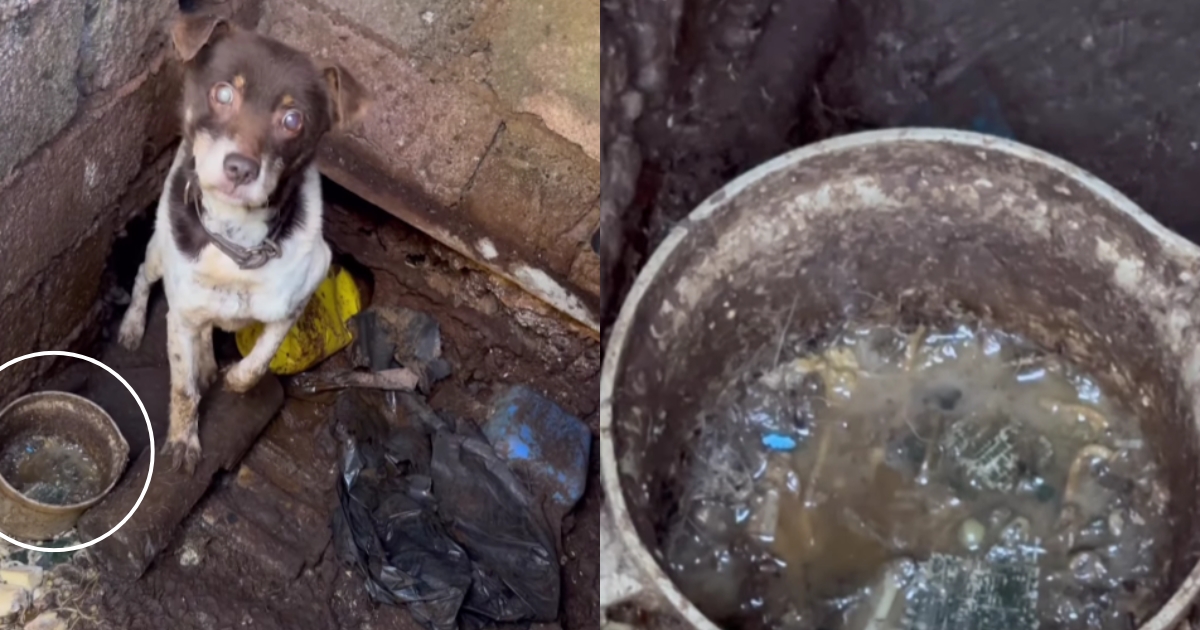 Dog Locked in a Dirty Place Can’t Stop Smiling After Being Loved Again