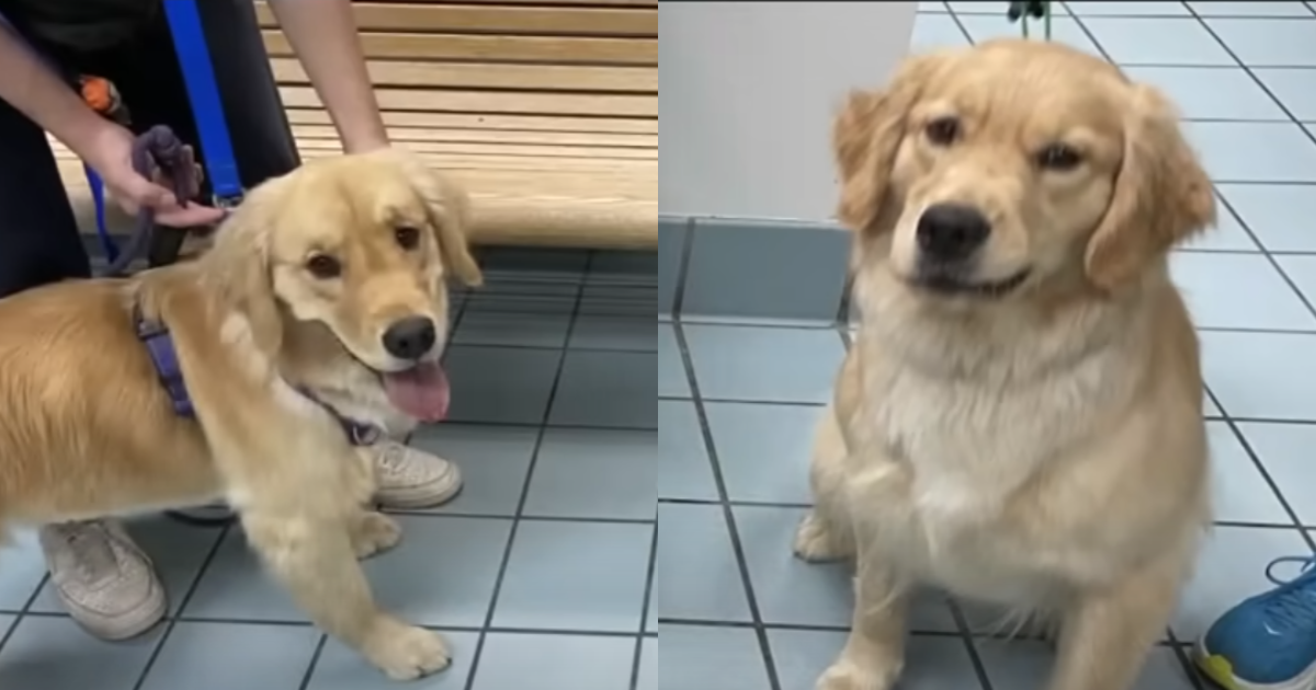 A Surprising Mix-Up: Family Unintentionally Brings Home the Wrong Dog from Daycare