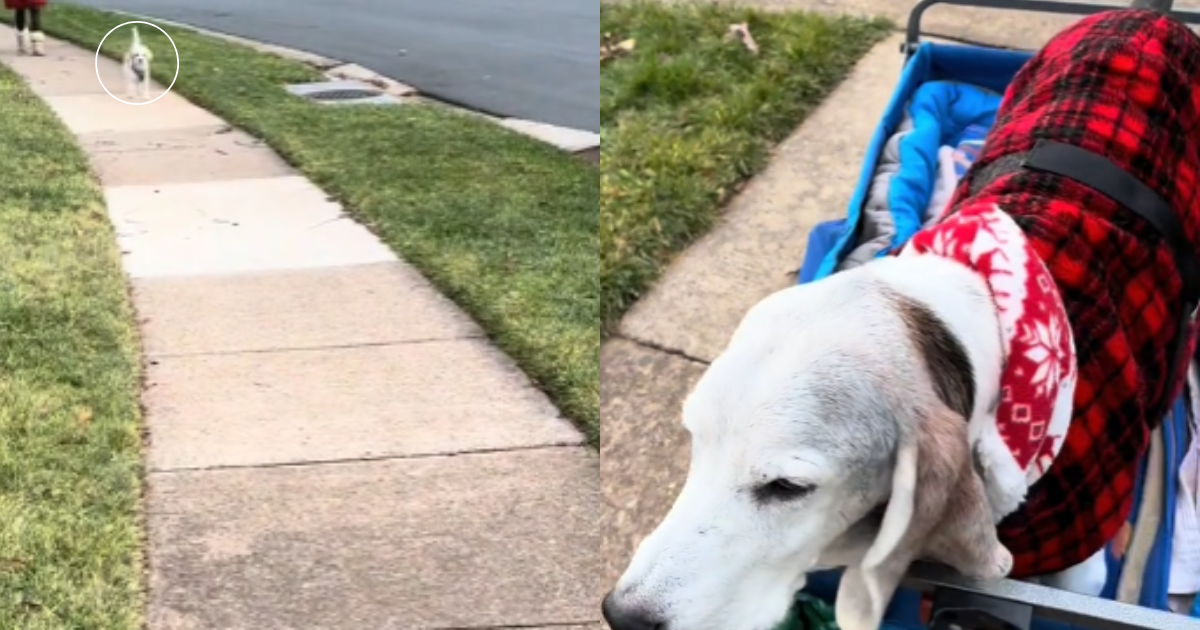 Cherished and Heartfelt Reunion of Senior Dog Errol with His Long-Time Friend Romeo Captivates Hearts