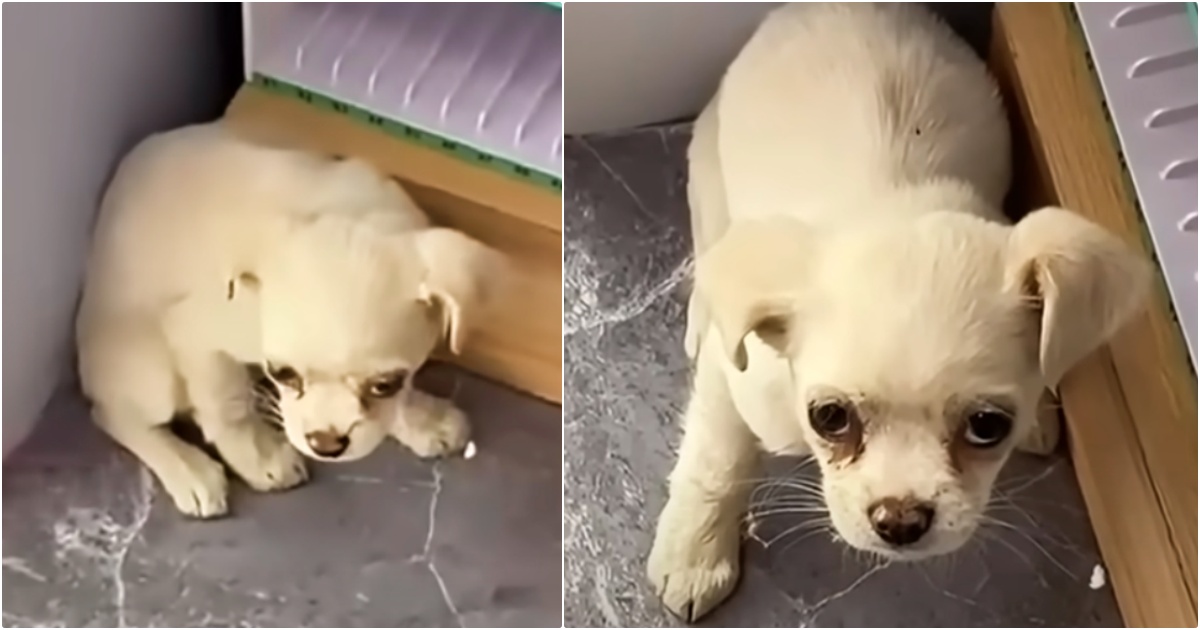 Shop Owner Shoos Puppy Away, But His Pitiful Eyes Melt Her Resolve