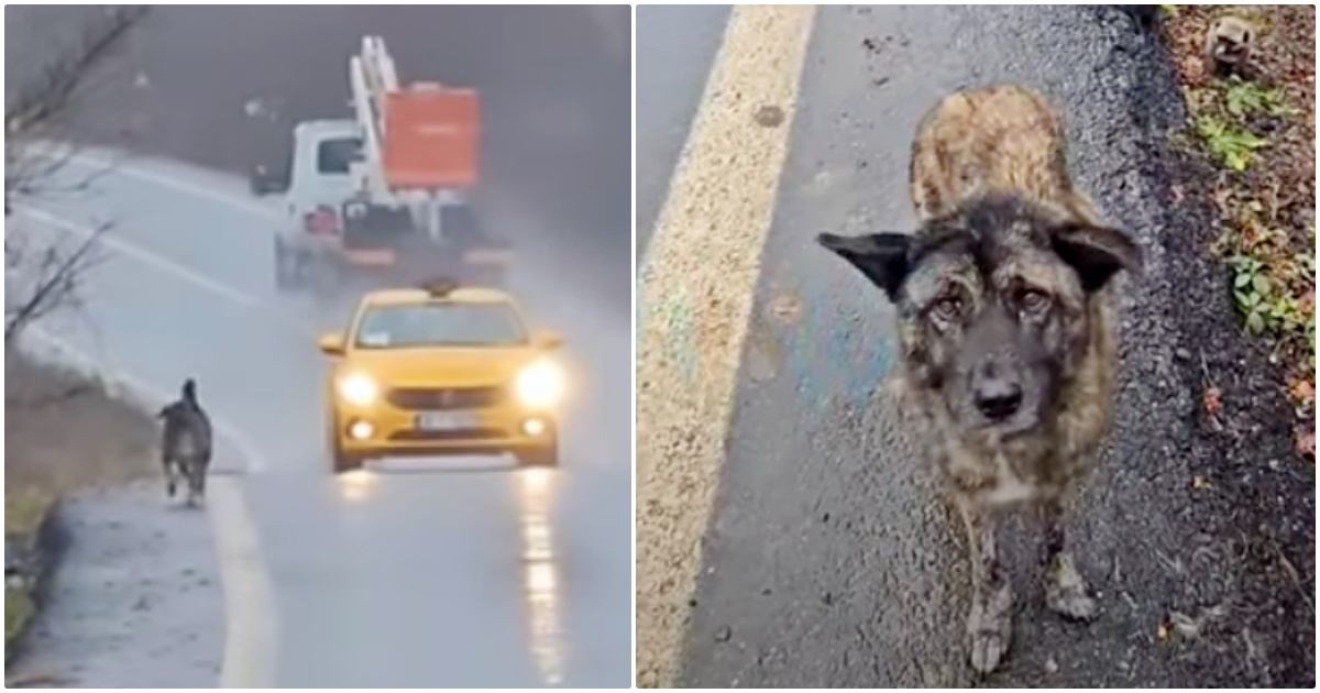 Dog Ran With Traffic To Flag Down Help For Her Family