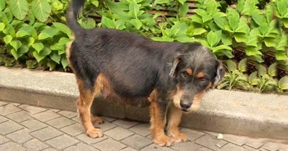 Dog’s Eyes Were Weary From Fatigue And Her Belly Was Huge