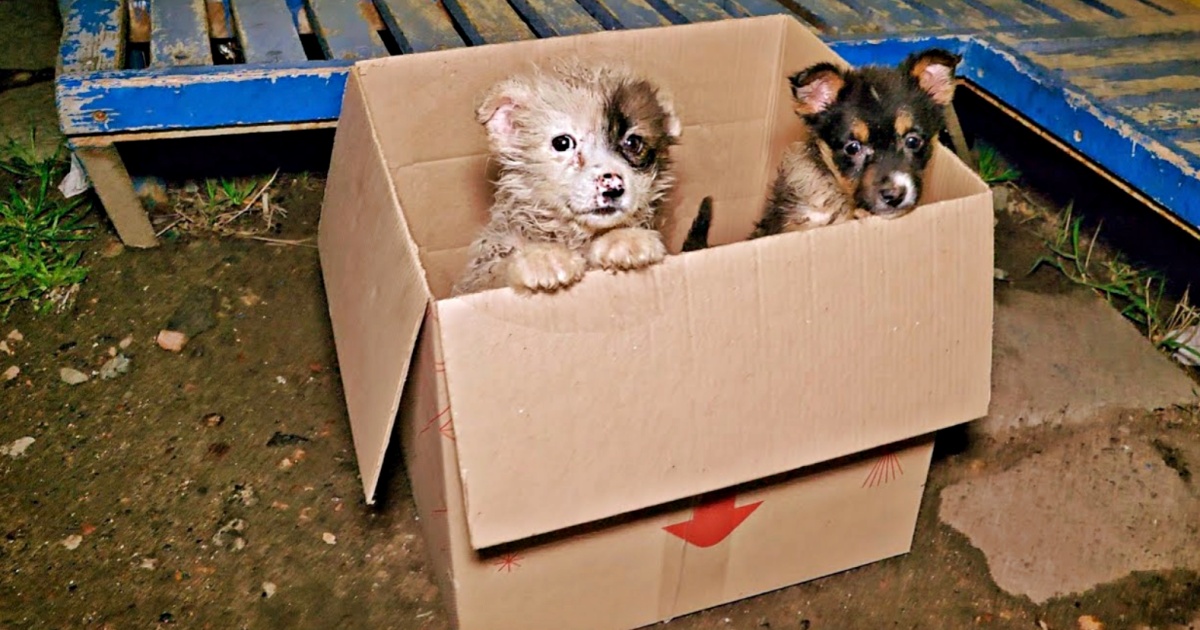 Tiny Innocent Puppies Found in a Box at the Bus Stop