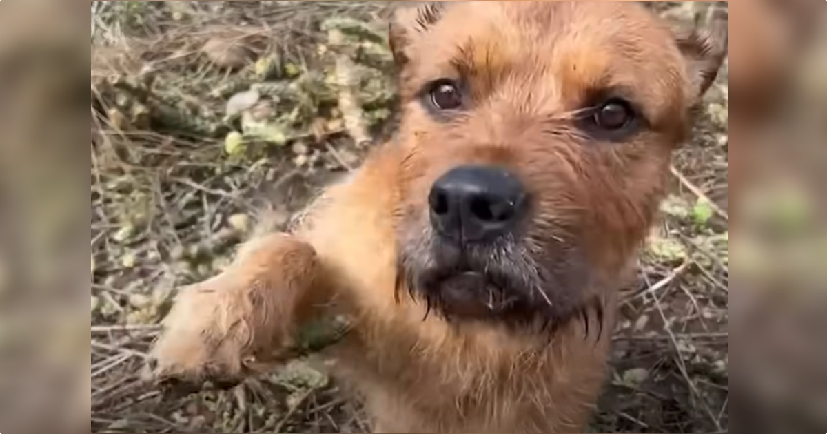 Puppy Abandoned In A Tornado Is So Happy To Be Rescued