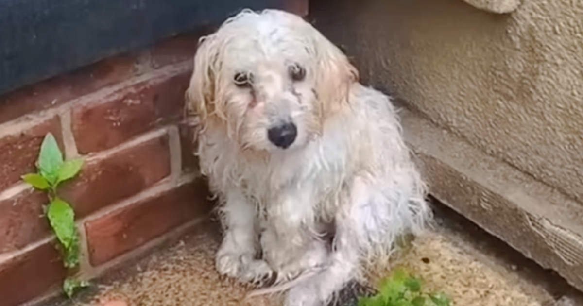 Woman Wakes Up After Rainstorm To Cold, Wet Puppy Shivering On Her Porch