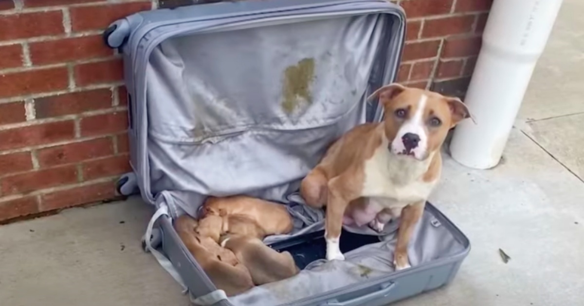 Mother Dog And Pups Placed In Zipped-Up Suitcase And Left At Firehouse