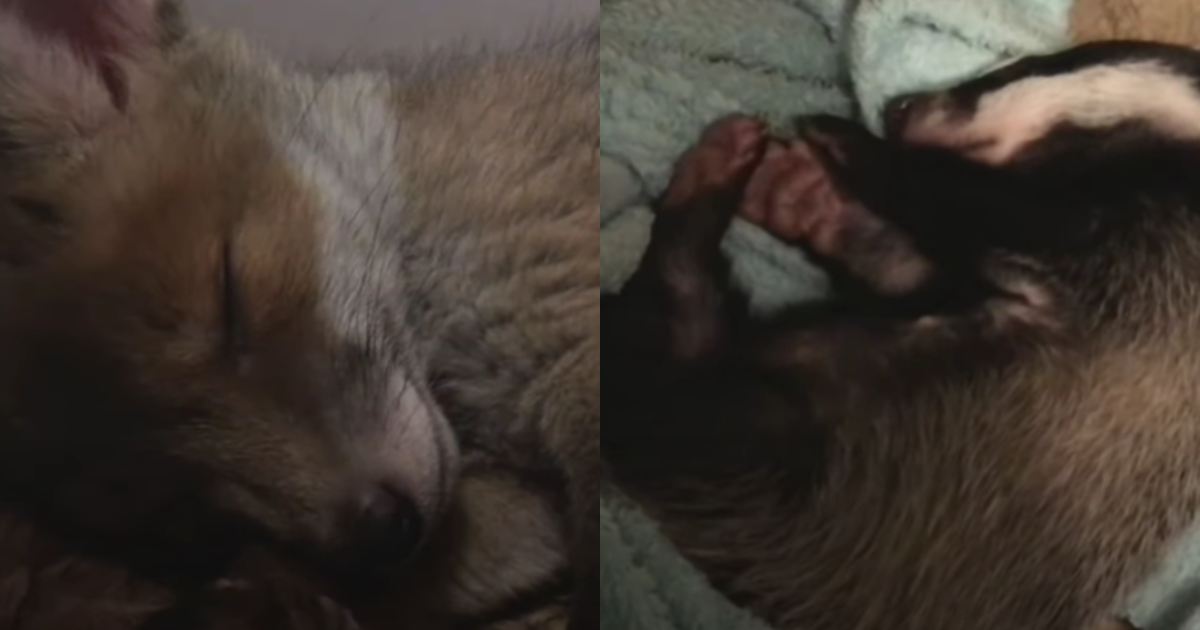 Abandoned Baby Fox and Orphaned Badger Cubs Forge Unbreakable Bond at Animal Shelter