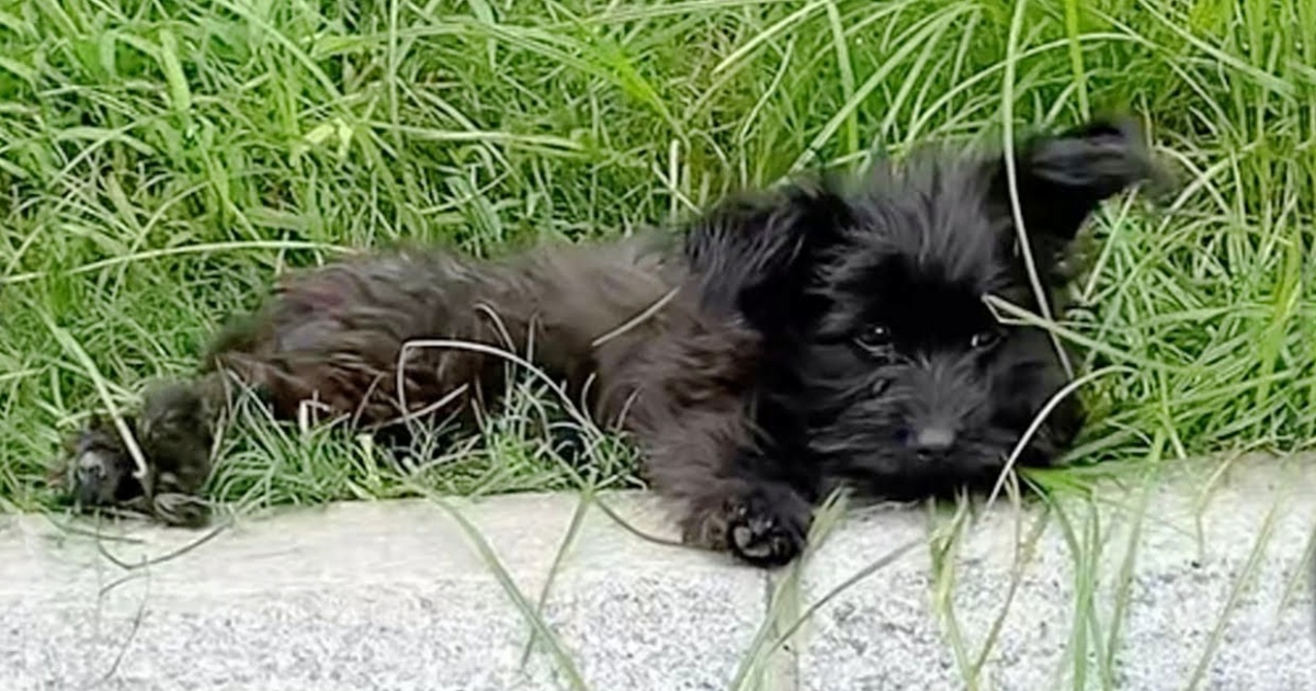 A Trail Of Food Was Laid Out For Puppy Who Was Withering Away