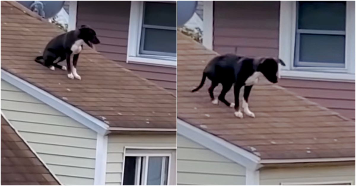 Dog Trapped On Roof Looks For Someone To Get Him Down