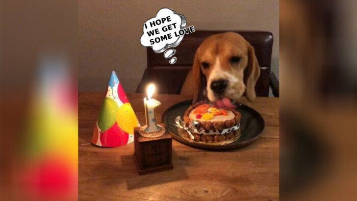 Happy First Birthday to Our Adorable Beagle!