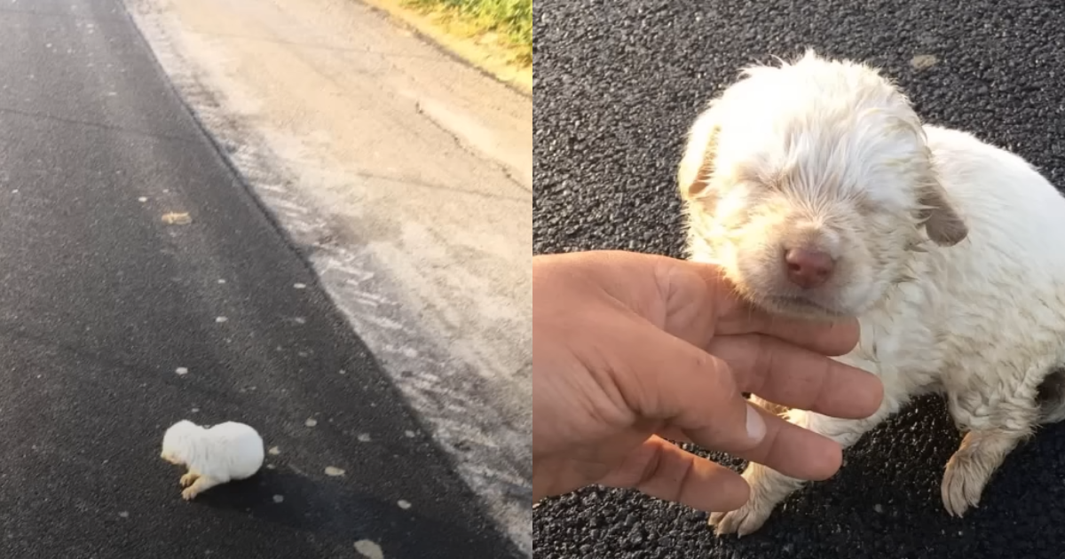 Newborn Puppy Abandoned On ‘Lonely’ Road Was Approached By Her Angel