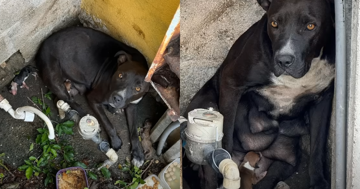 Amidst Heavy Rain, Abused Dog Kicked Out Of Home, Gives Birth to Puppies