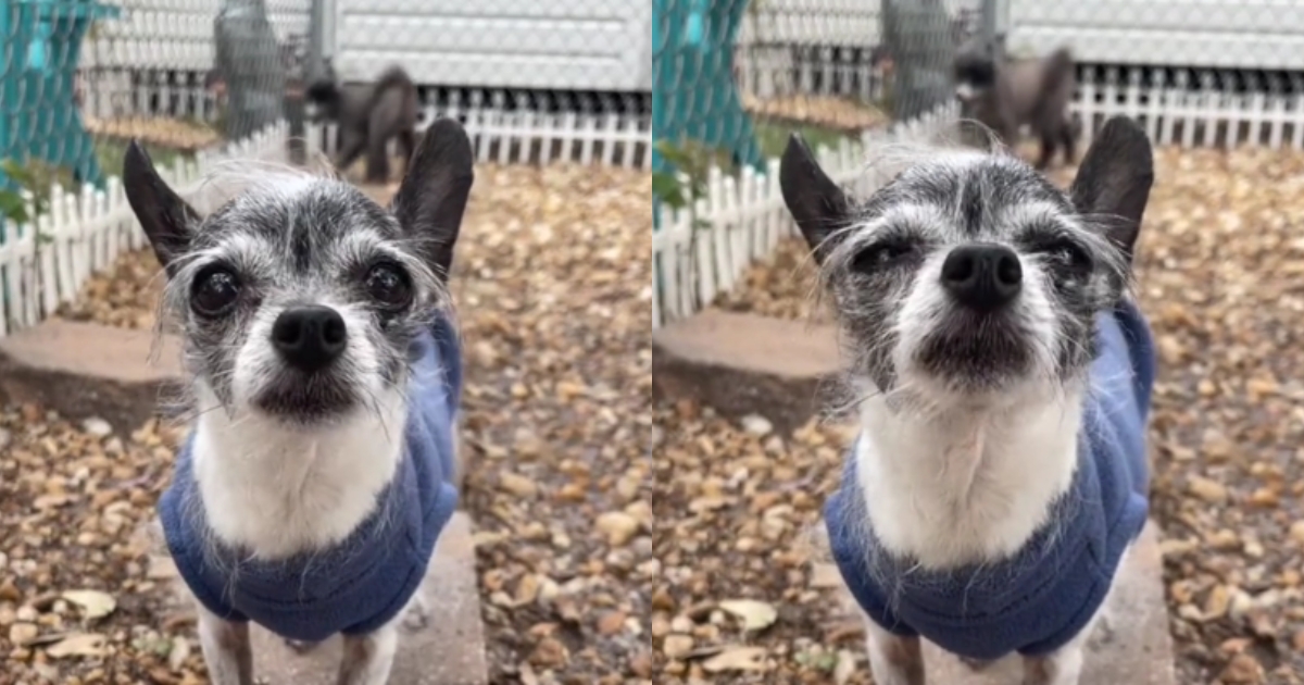 Little Chihuahua Sent to Shelter for Wanting to Sleep in Bed with Owners