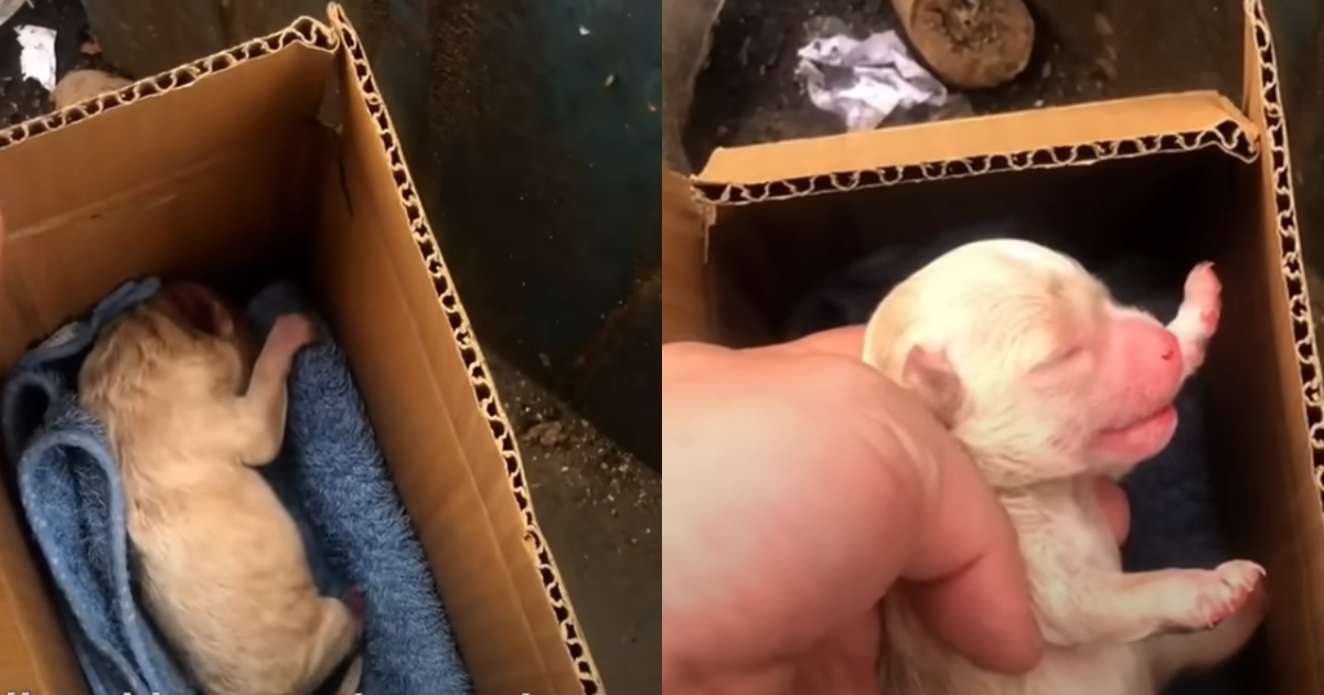 The Stirring Journey of a Newborn Puppy Abandoned in a Landfill and His Heartfelt Cry for Survival