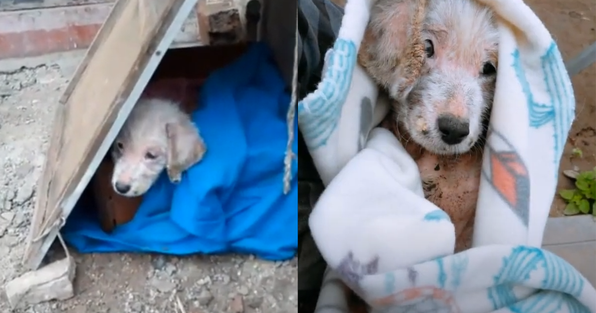 ‘Forsaken’ Puppy Awaits Rescue, Overwhelmed with Sadness After Severe Neglect