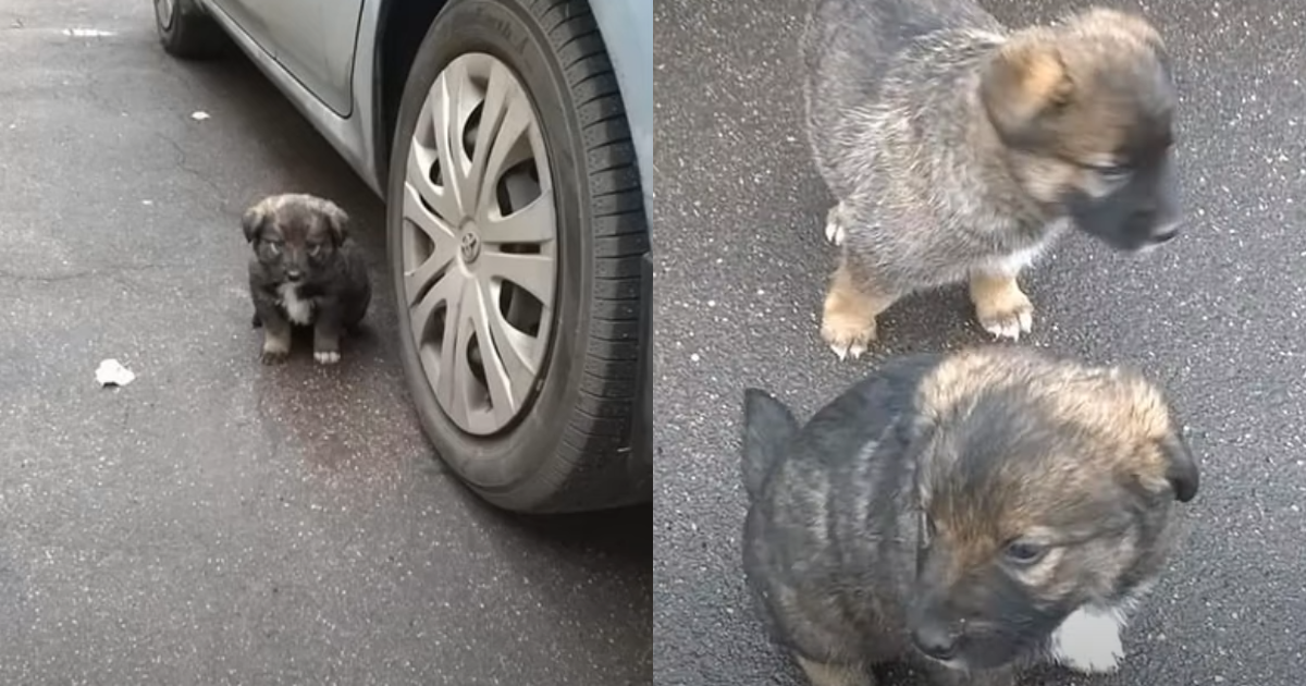 Two poor puppies were found lost, scared, and trembling after being starved for days