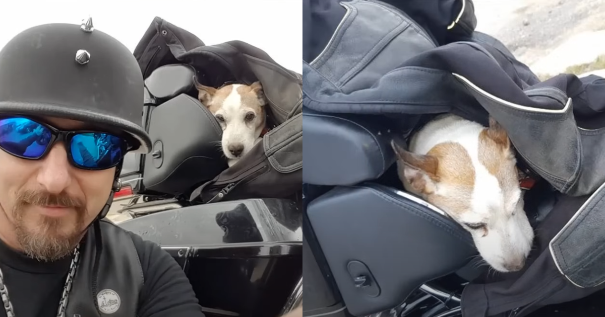 Biker Hero Saves Abused Dog on Highway, Making Him His Loyal Co-Pilot