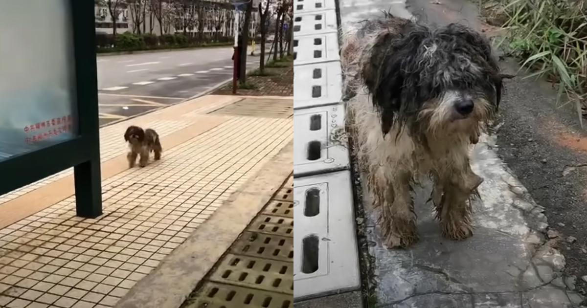 Stray Dog Covered in Mud Looks Up And Saw His Angels Approaching