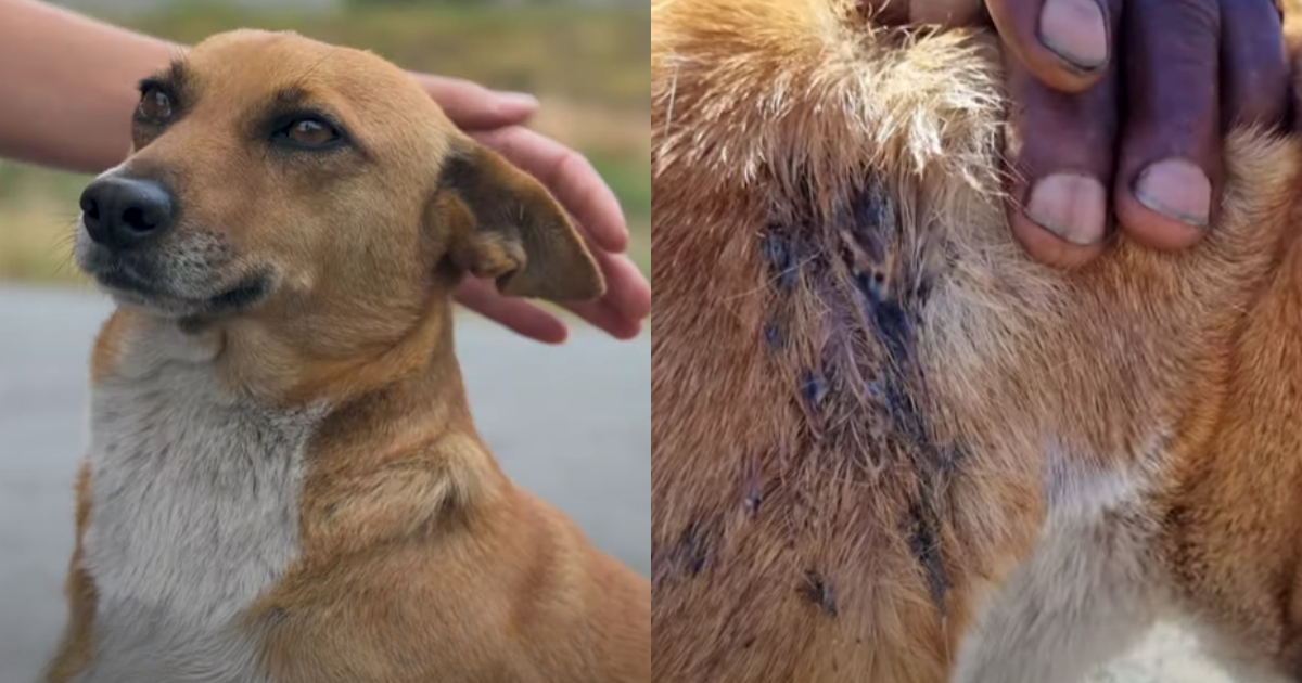 Owner Finds Worrisome Lumps on Dog’s Back, Fears Cancer