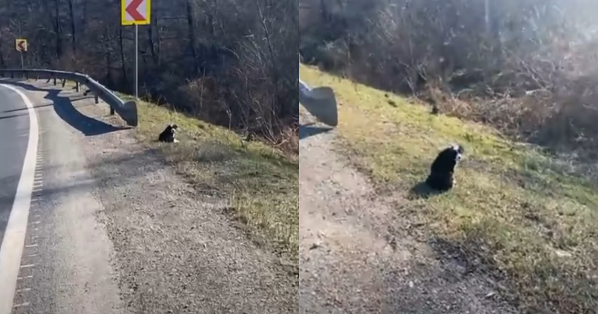 Little Puppy Polly’s Fear and Desperate Wait for Her Mother