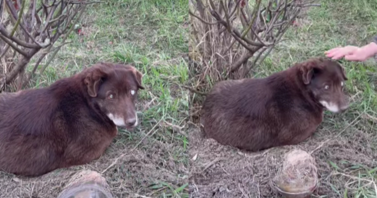 Despite being abandoned and blind, a loyal dog still waits by the roadside, hoping for its owner’s return.