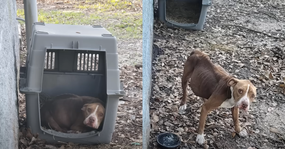 The dog has been waiting for its owner to return for over a year.