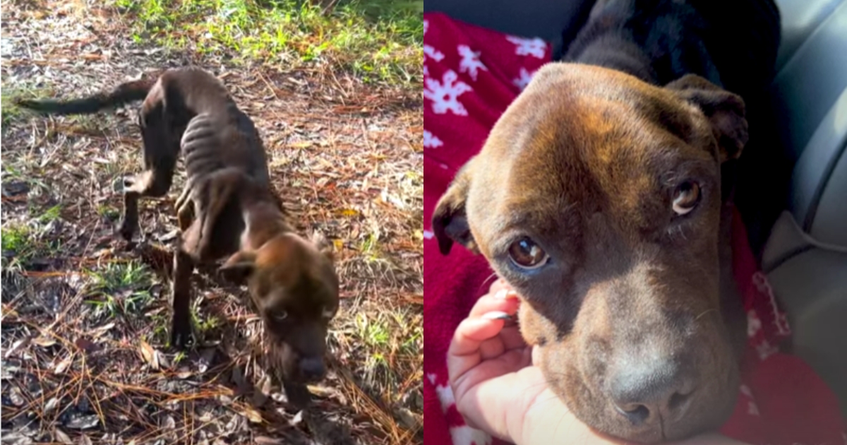 Pup With ‘Sad Eyes’ Was Finally Rescued From His Heartless Owner