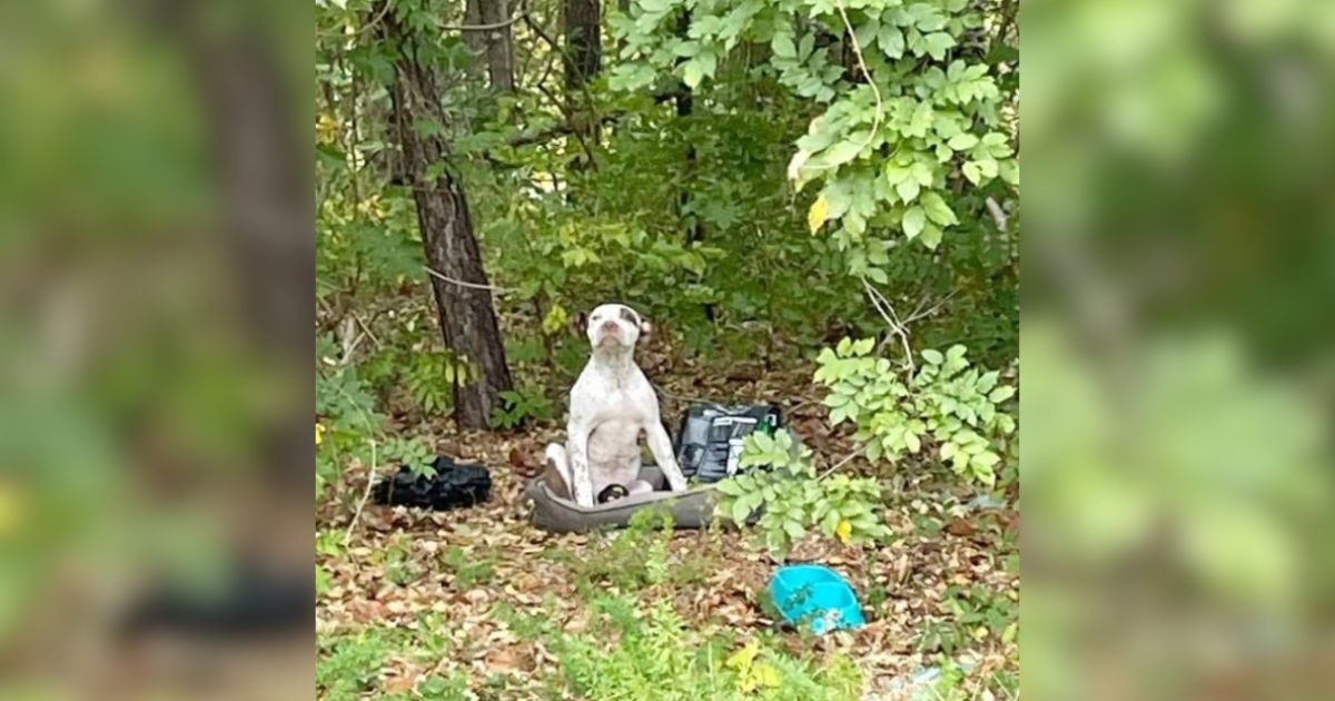 Puppy Abandoned in Forest with All His Belongings Waits for Someone to See Him