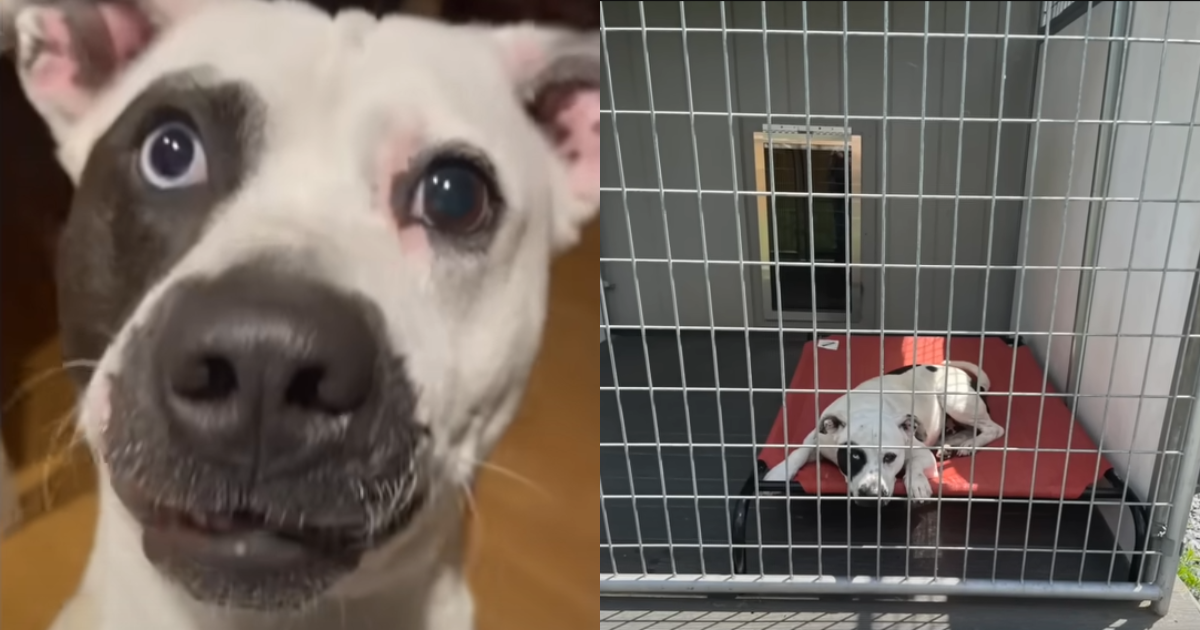 Deaf Stray Dog Spends 2-Years in Shelter Waiting for ‘Forever’ Home