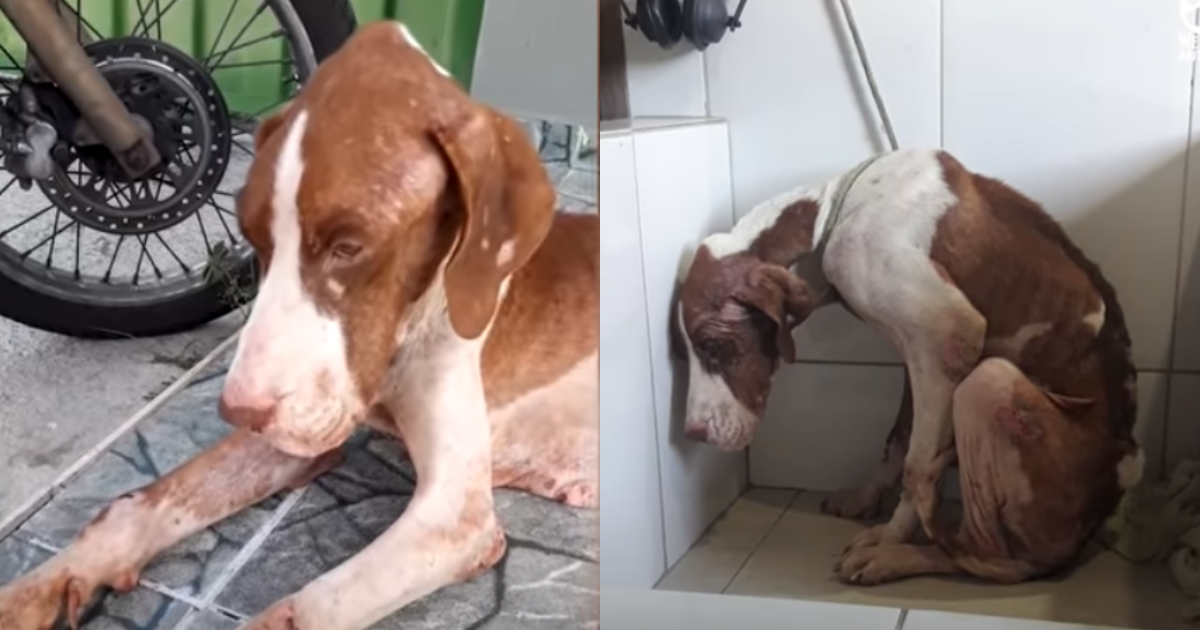 Rescued Canine Transforms After Being Found Emaciated and Despairing