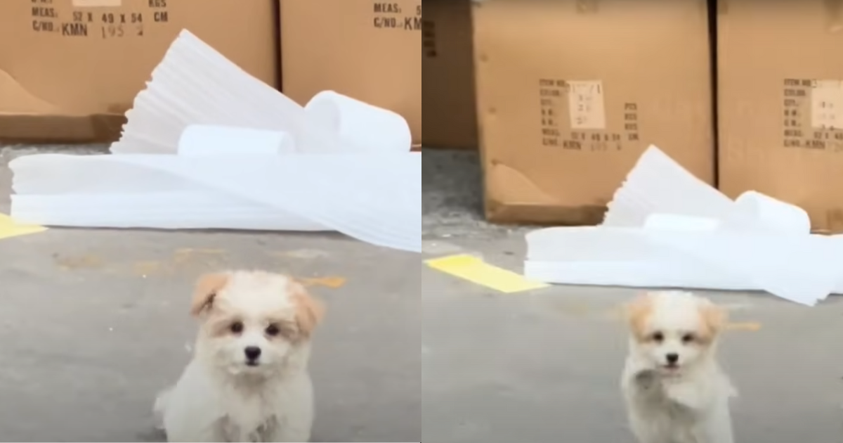 Stray Puppy Waves Paws to Capture Attention, Longing for a Forever Home