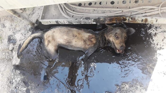 She searched food for her hungry puppies at the factory, fallen into hot oil, crying but no one help