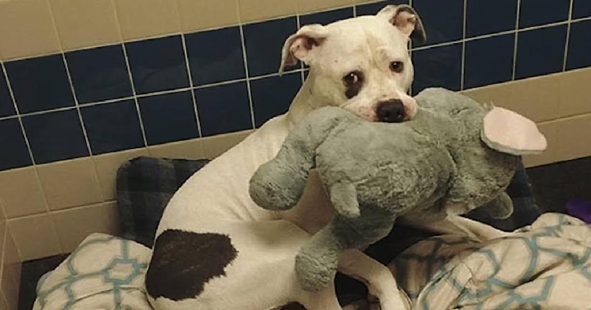 A Petrified Pup Clutches Stuffed Elephant For Comfort While ‘Waiting’ To Be Euthanized