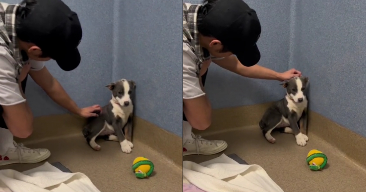 Stray Dog Experiences Love for the First Time, Finally Looks at Rescuers