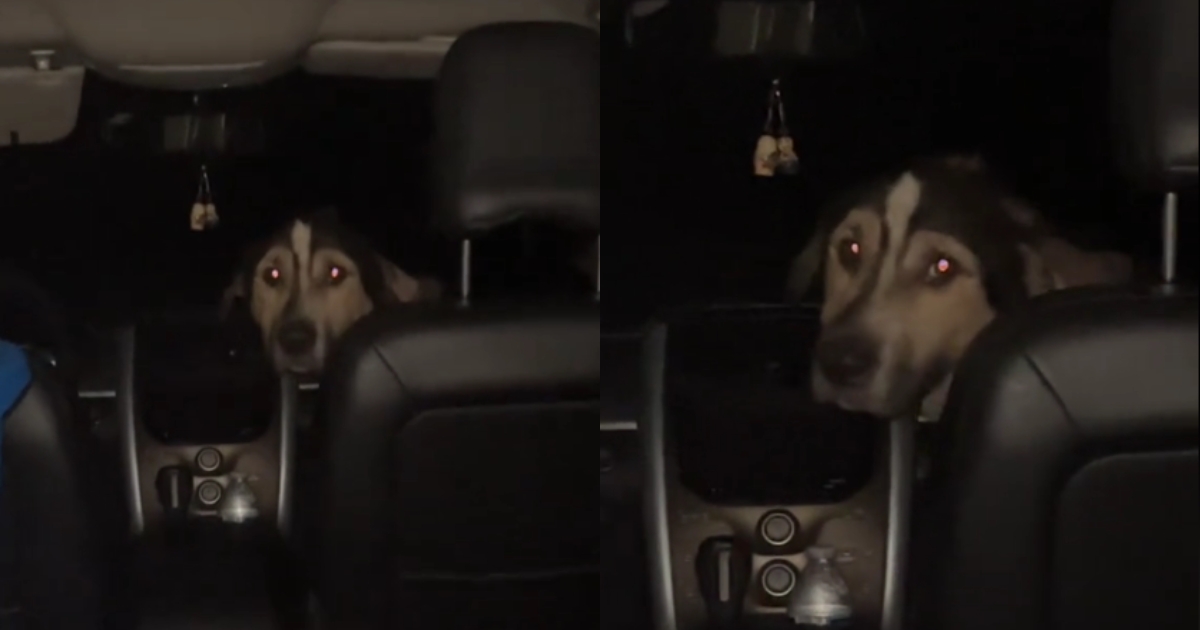 Stray Dog Jumps into Woman’s Car, Hoping to Be Adopted