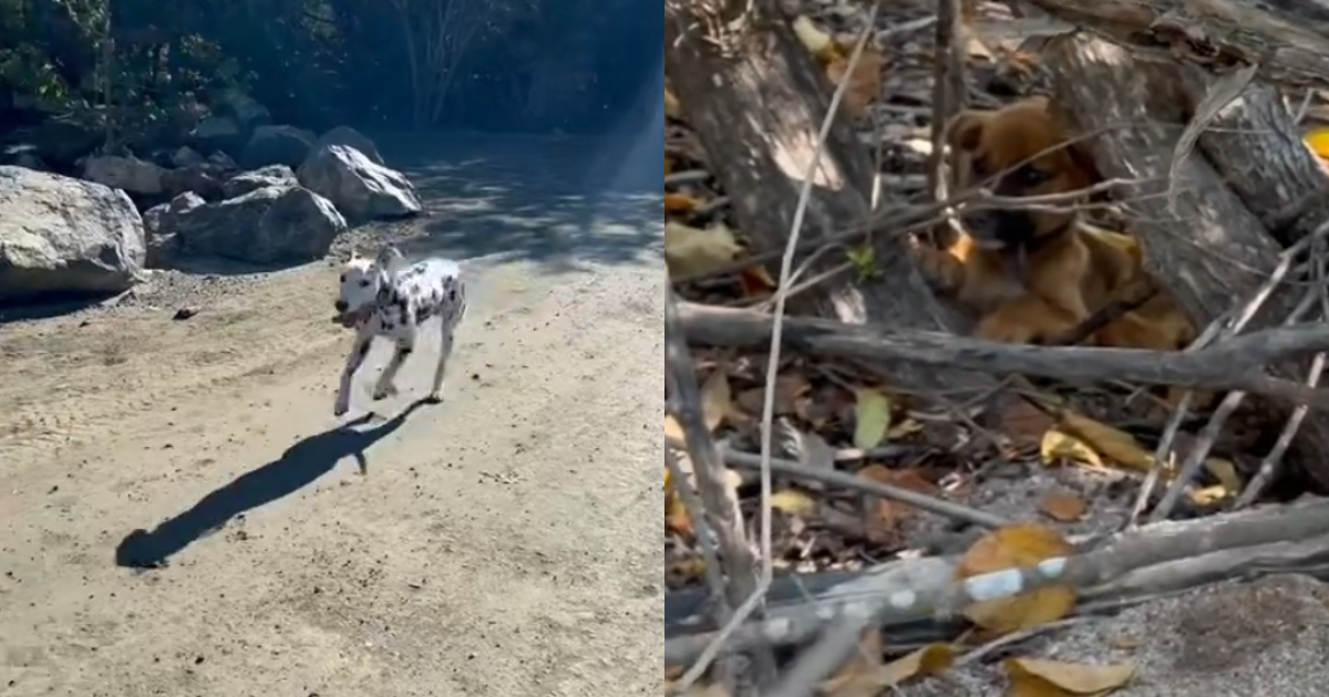 Heroic Dalmatian’s Brave Forest Rescue: Saving a Terrified Abandoned Puppy from the Wild