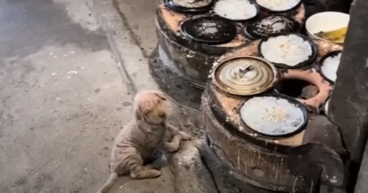 Abandoned Dog Bravely Fights to Survive in Harsh Freezing Weather Conditions