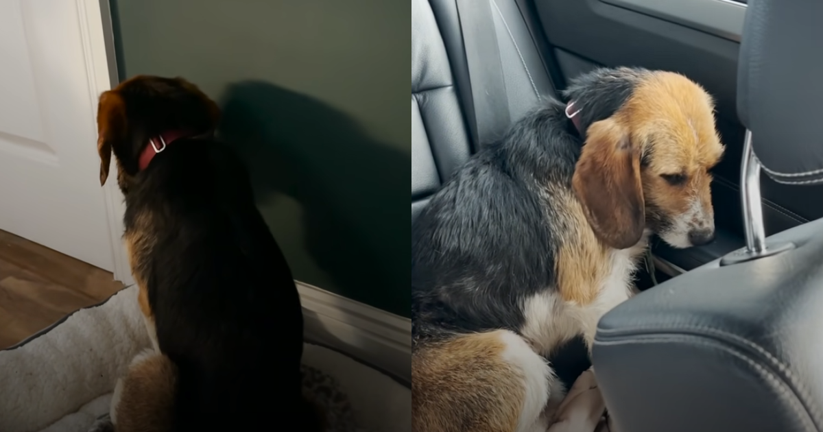 Terrified Dog Couldn’t Face His New Owners Until He Finally Felt Safe