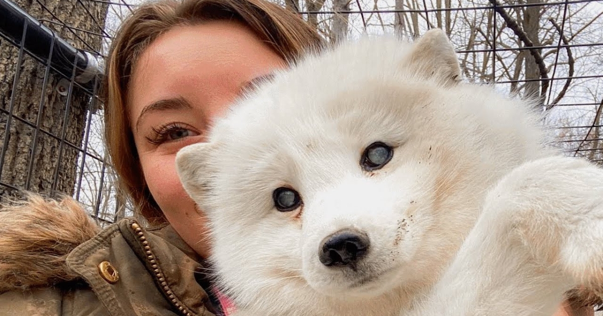 Woman Helps Rescue Elderly, Blind Arctic Fox Abandoned at Dog Shelter